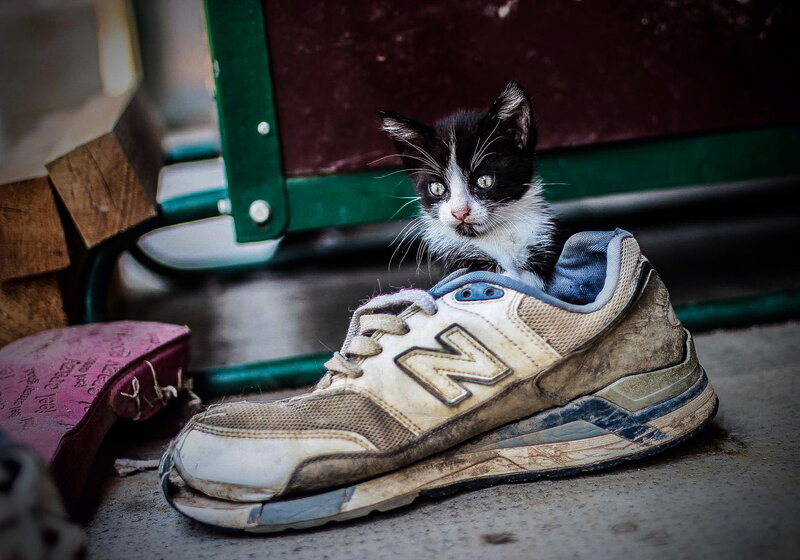 Black and White Kitten — Dramatic, Photograph