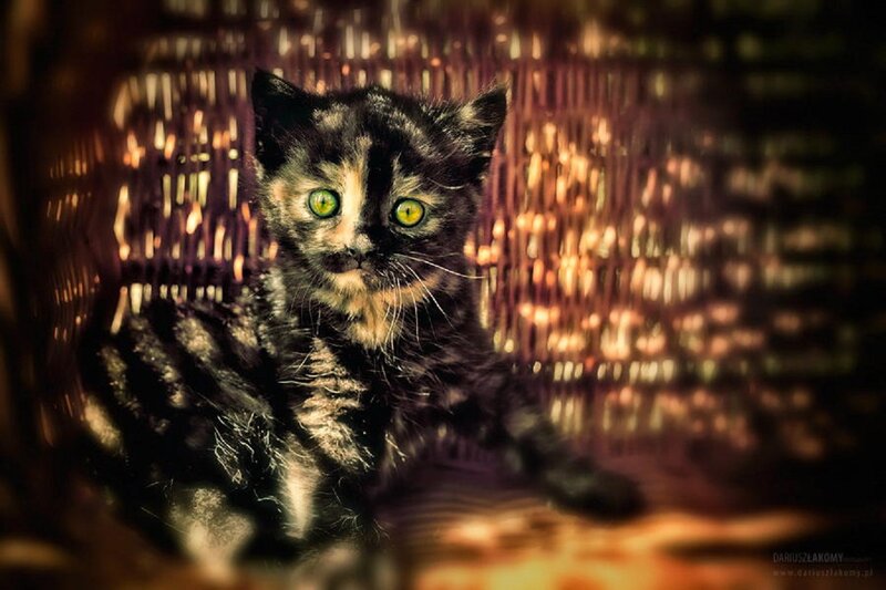 Black and White Kitten — Dramatic
