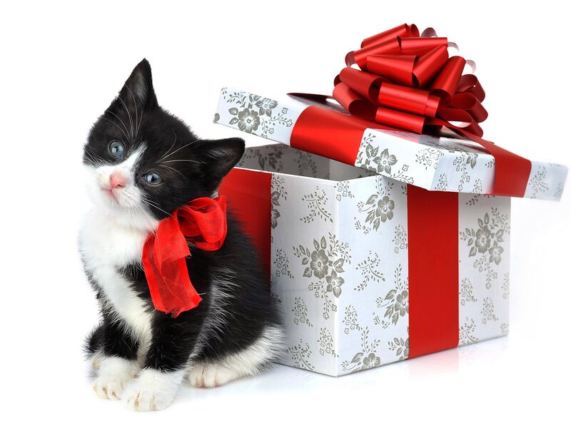 Black and White Kitten — Festive, Photograph, Gift Box
