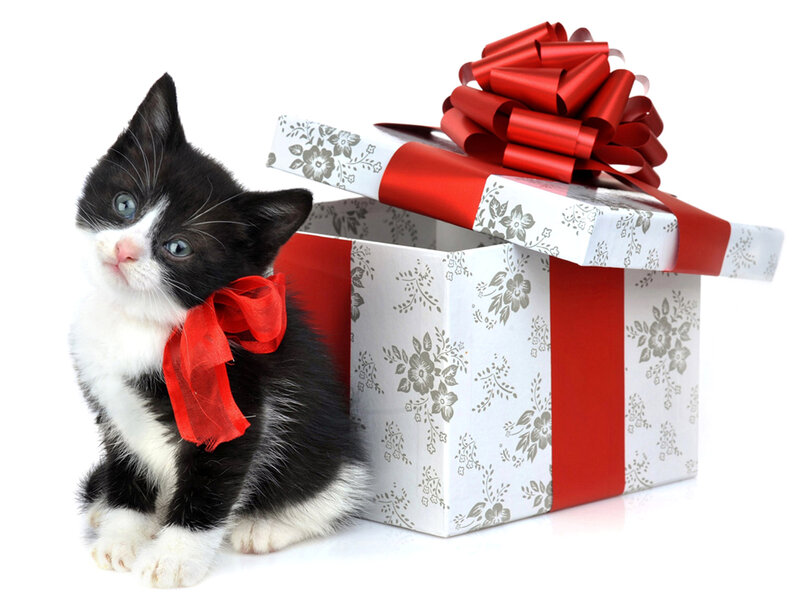 Black and White Kitten — Festive, Photograph