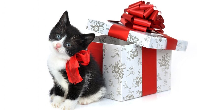 Black and White Kitten — Festive