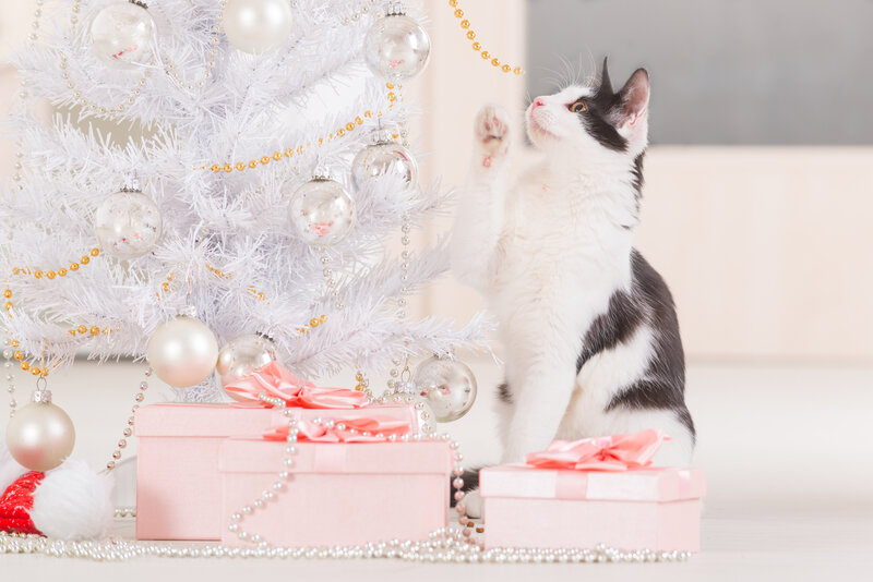 Black and White Kitten — Festive, Winter