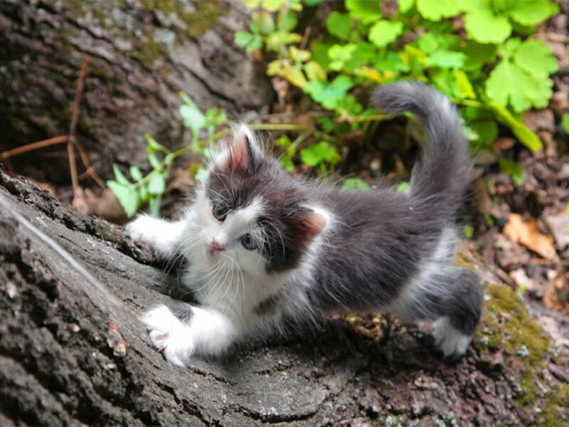Black and White Kitten — Gray, Curious, Spring