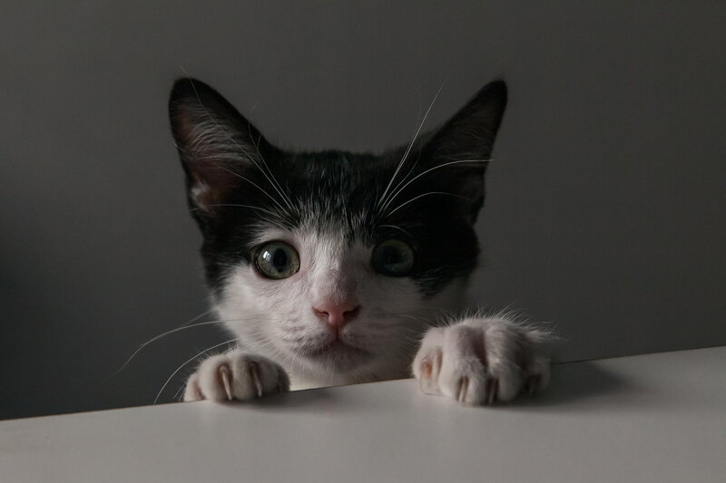 Black and White Kitten — Gray, Curious