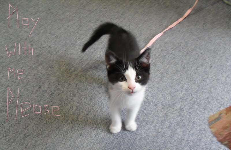 Black and White Kitten — Gray, Playful