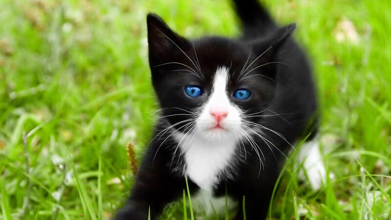 Black and White Kitten — Green, Calm, Afternoon, Photograph, Grass, Blue Eyes