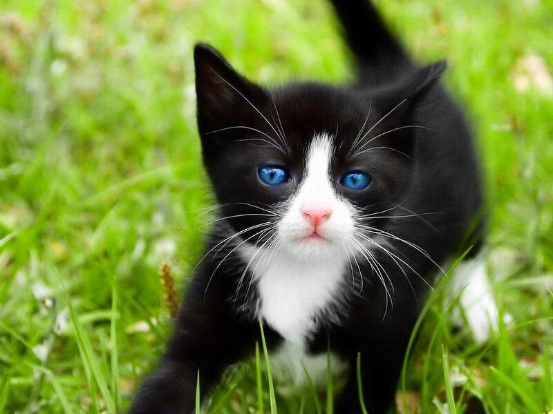 Black and White Kitten — Green, Calm, Afternoon, Photograph