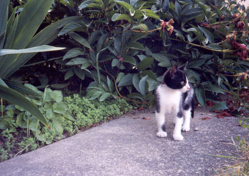 Black and White Kitten — Green, Calm, Afternoon