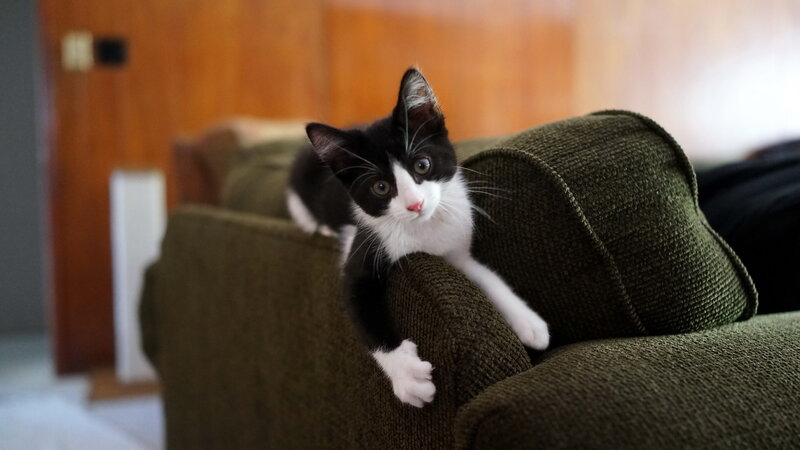 Black and White Kitten — Green, Calm, Photograph, Couch