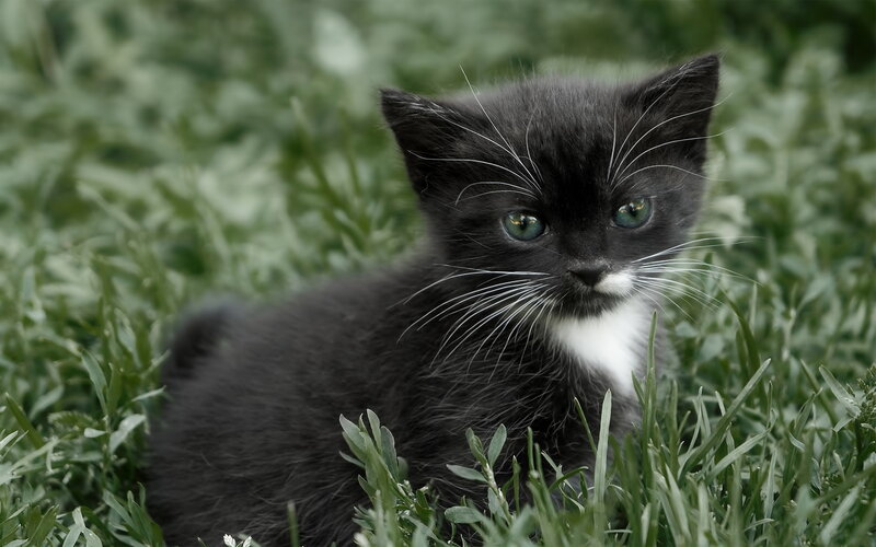 Black and White Kitten — Green, Calm, Photograph, Grass