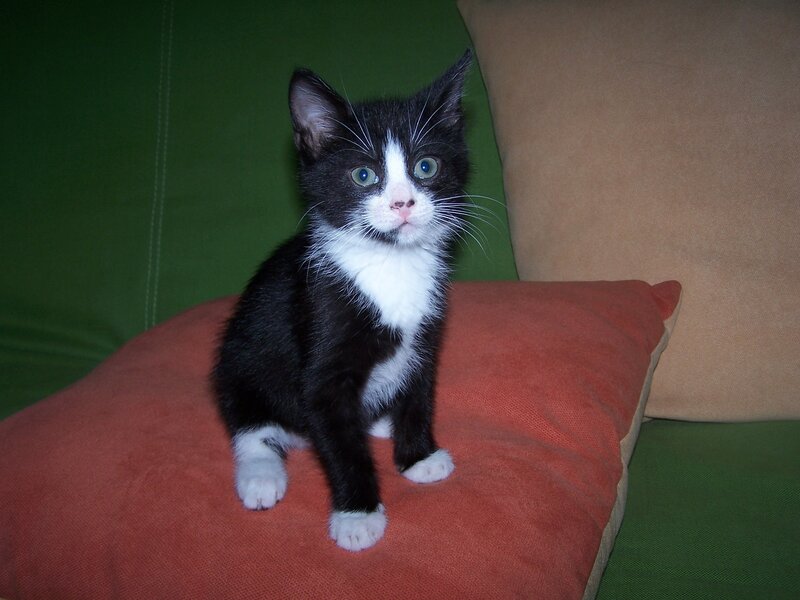 Black and White Kitten — Green, Calm, Photograph