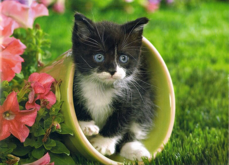 Black and White Kitten — Green, Calm, Spring