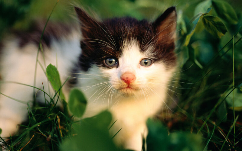 Black and White Kitten — Green, Calm