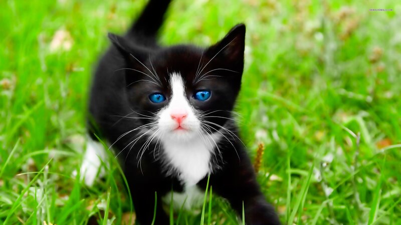 Black and White Kitten — Green, Curious, Afternoon, Photograph, Grass, Blue Eyes
