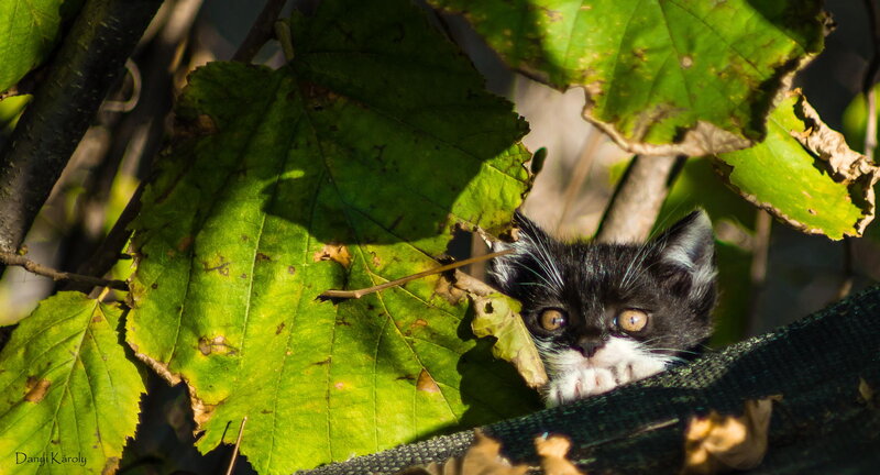 Black and White Kitten — Green, Curious, Afternoon, Photograph, Leaves