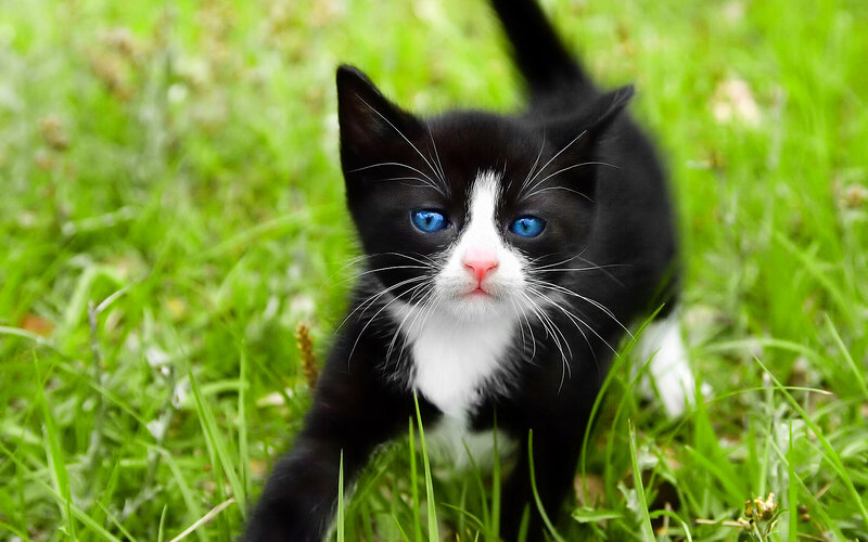 Black and White Kitten — Green, Curious, Afternoon