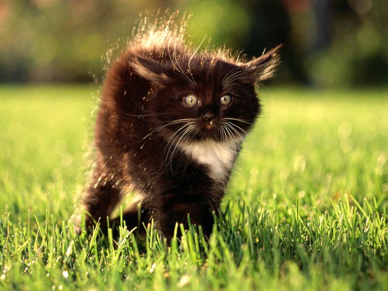 Black and White Kitten — Green, Curious