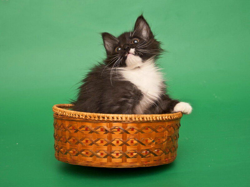 Black and White Kitten — Green, Innocent, Photograph