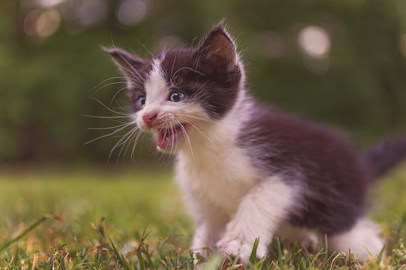 Black and White Kitten — Green, Playful, Afternoon, Photograph, Grass