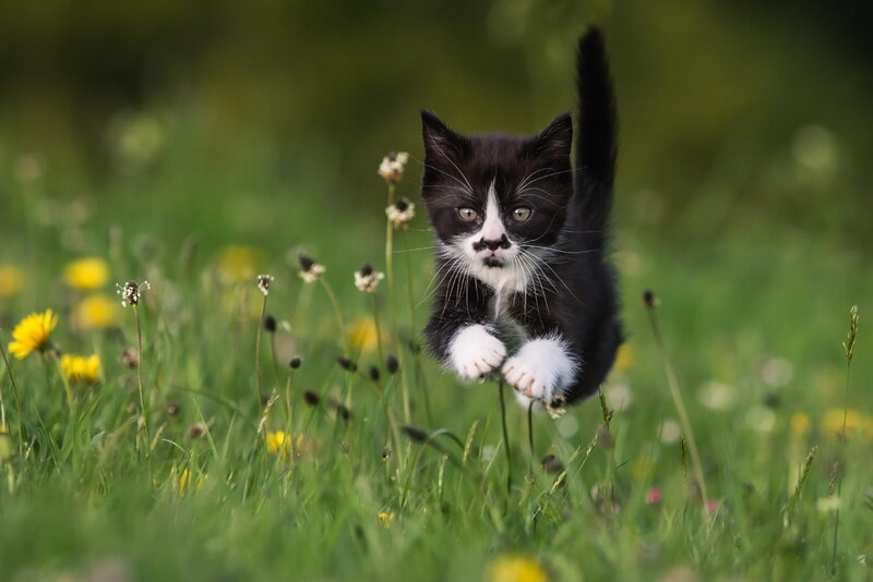 Black and White Kitten — Green, Playful, Afternoon
