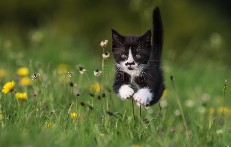 Black and White Kitten — Green, Playful, Spring