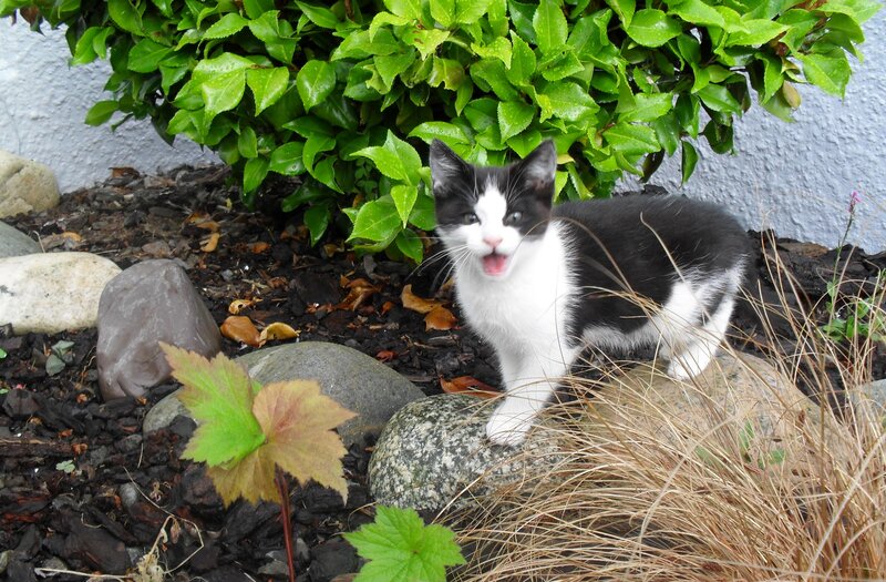 Black and White Kitten — Green, Playful