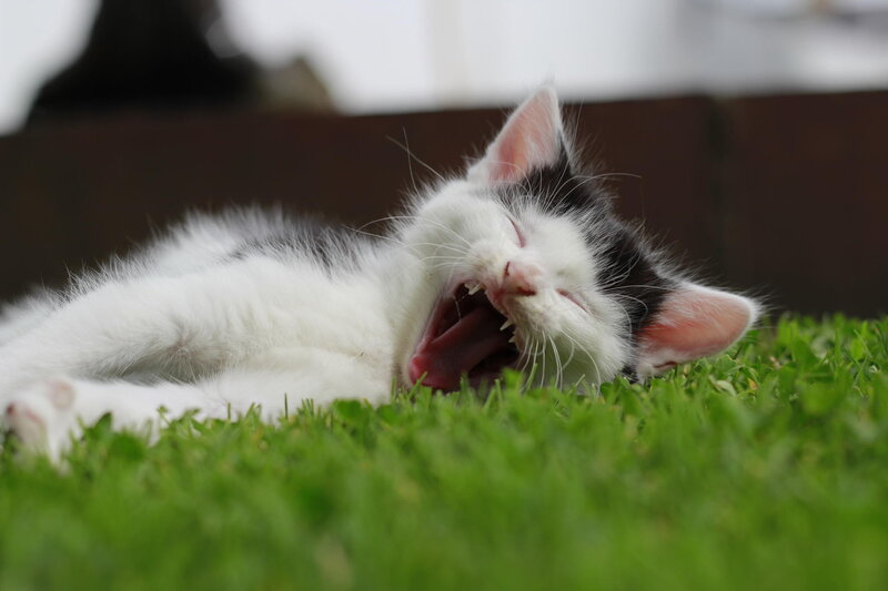 Black and White Kitten — Green, Relaxed