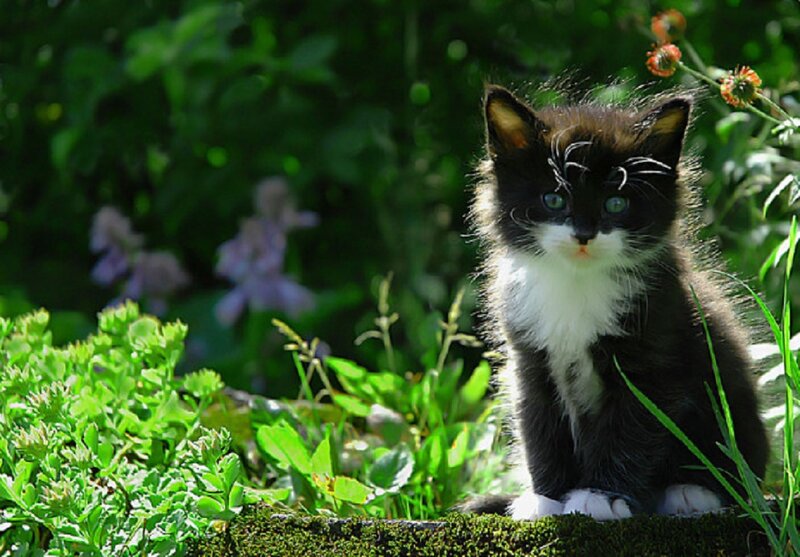 Black and White Kitten — Green, Serene