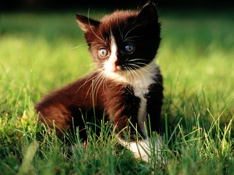 Black and White Kitten — Green