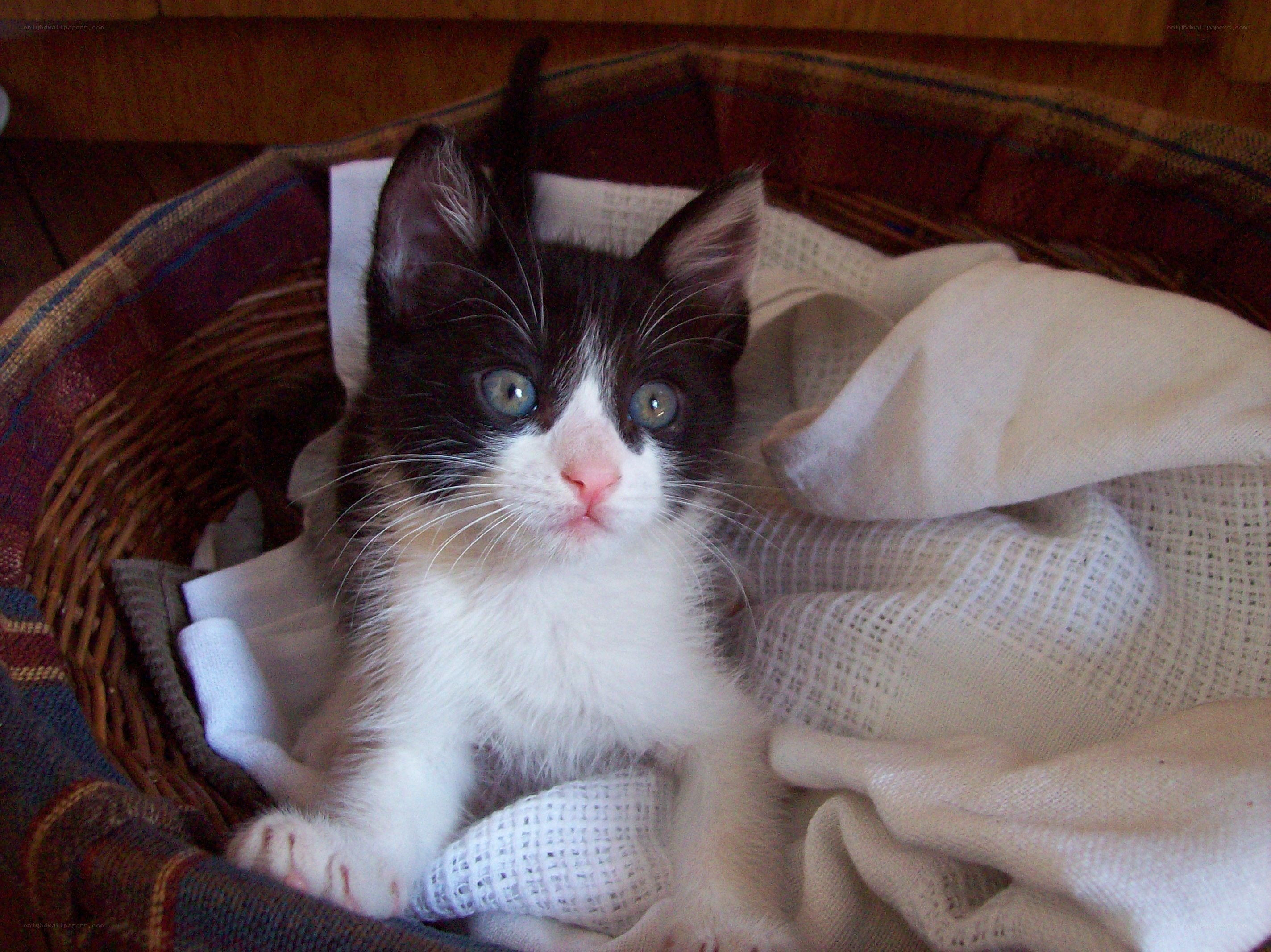 Black and white kitten in basket