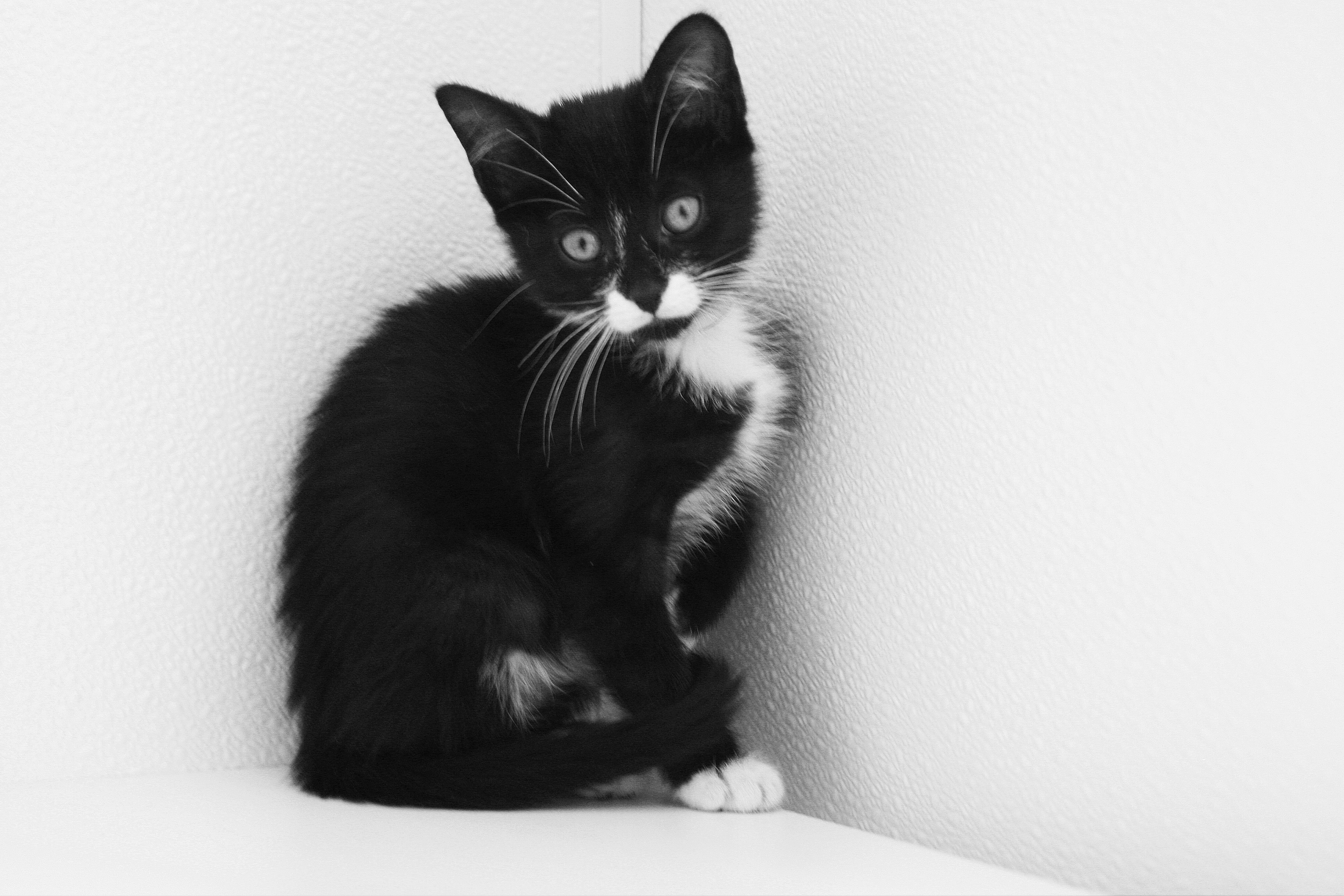 black and white kitten in corner