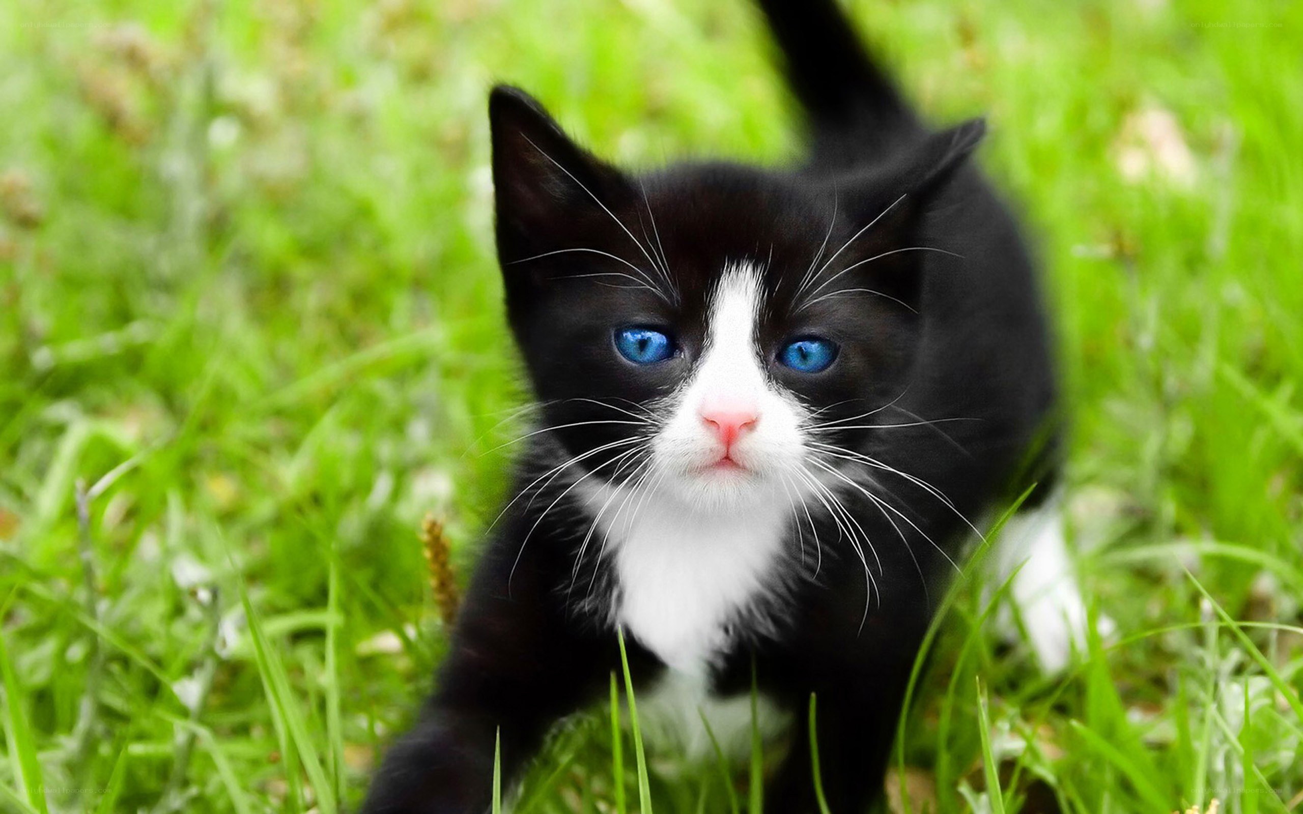 black and white kitten in grass