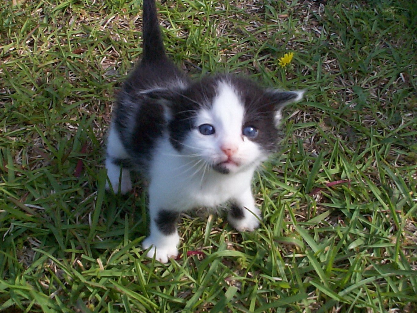 black and white kitten in grass