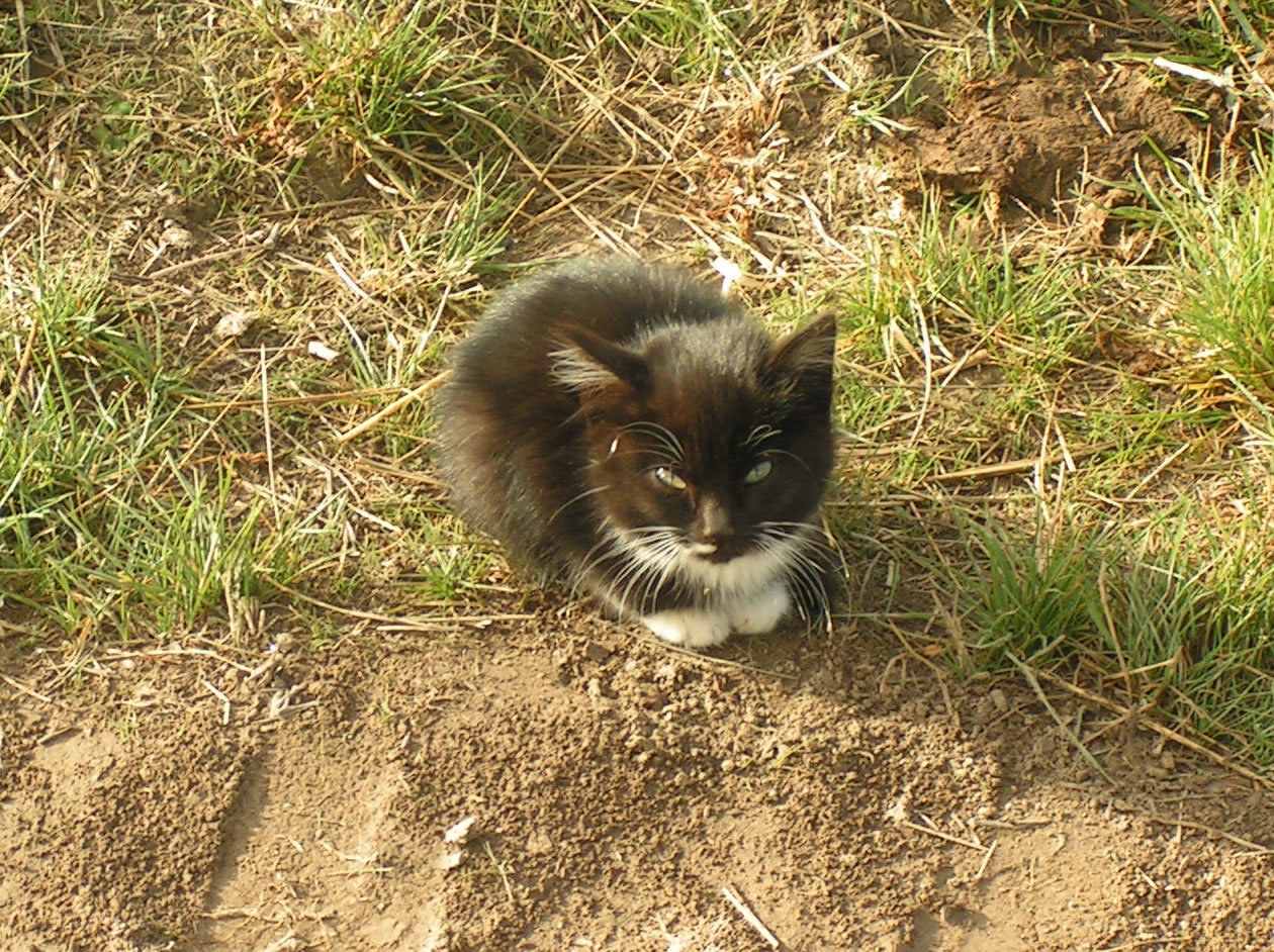 black and white kitten in grass