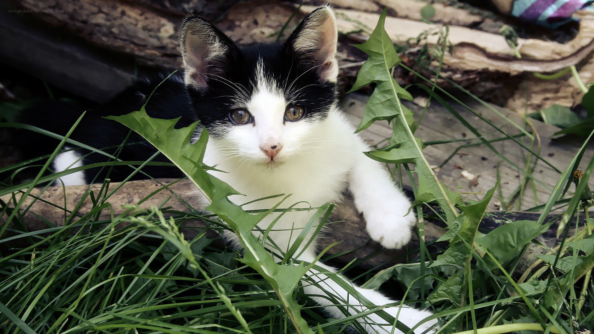 black and white kitten in grass