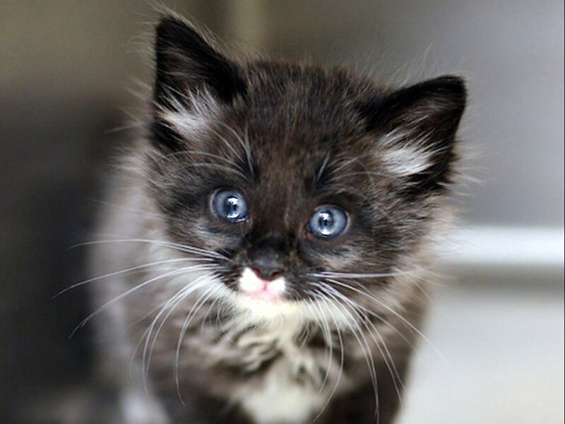 Black and White Kitten — Innocent, Photograph, Eyes