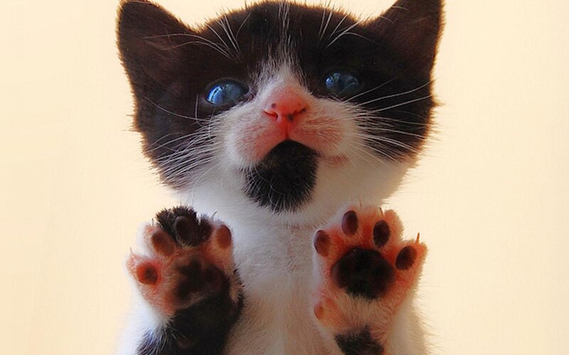 Black and White Kitten — Innocent, Photograph, Paws