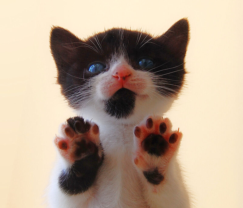 Black and White Kitten — Innocent, Photograph