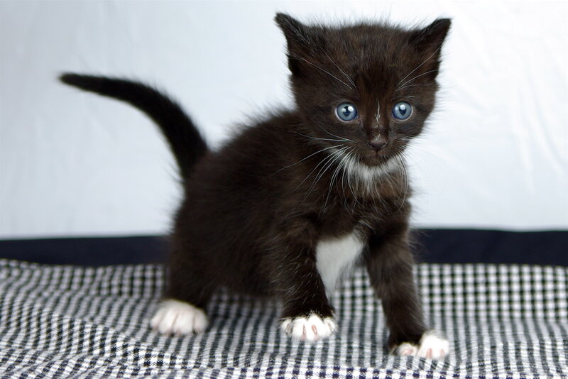 Black and White Kitten — Innocent, Photograph, Whiskers, Blue Eyes