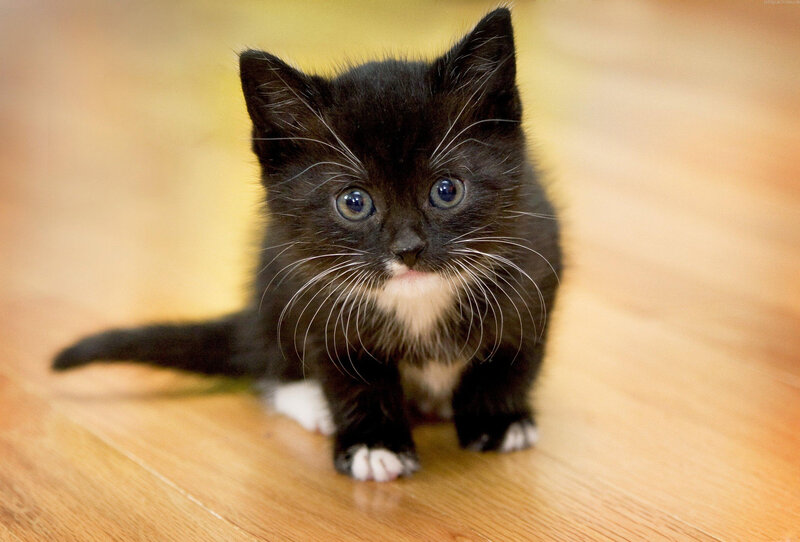 Black and White Kitten — Innocent, Photograph, Whiskers