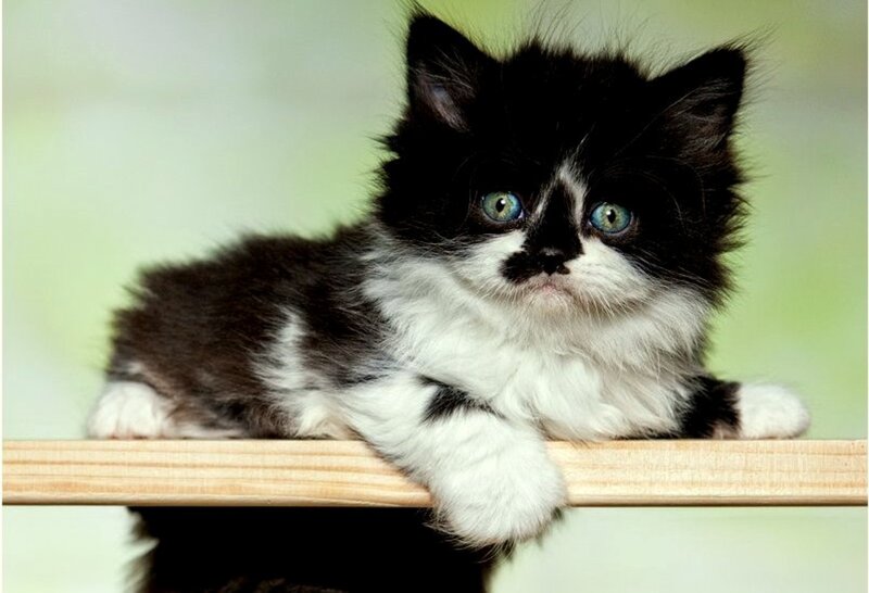 Black and White Kitten — Innocent