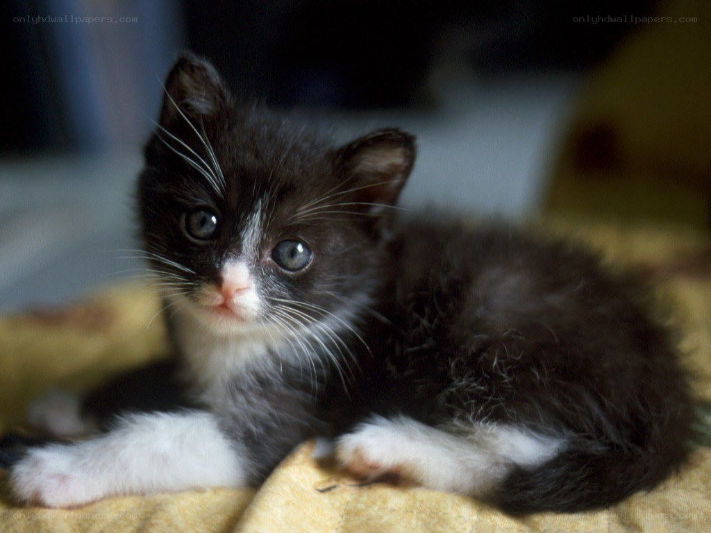 Black and white kitten lying down