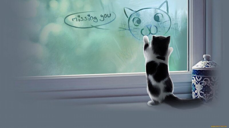 Black and White Kitten — Melancholic