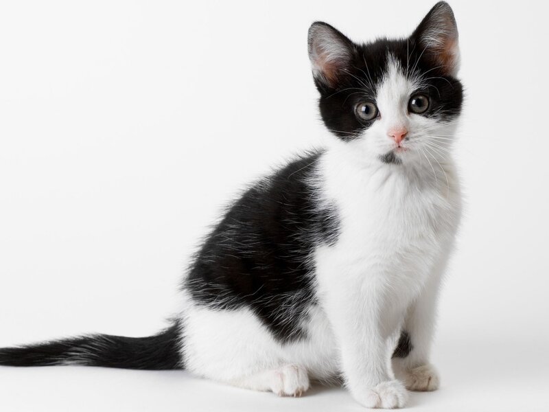 Black and White Kitten — Neutral, Photograph, Cat