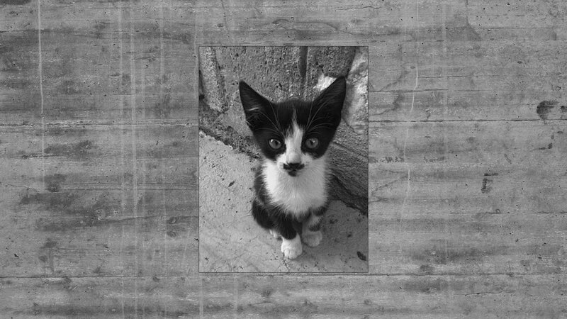 Black and White Kitten — Neutral, Photograph, Concrete Wall