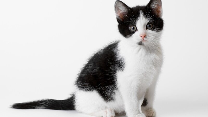 Black and White Kitten — Neutral, Photograph, White Background