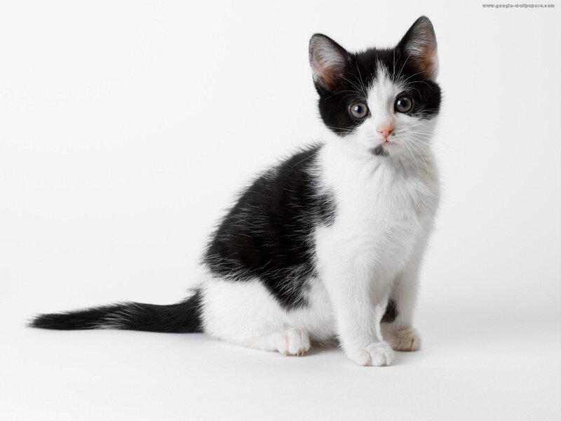 Black and White Kitten — Neutral