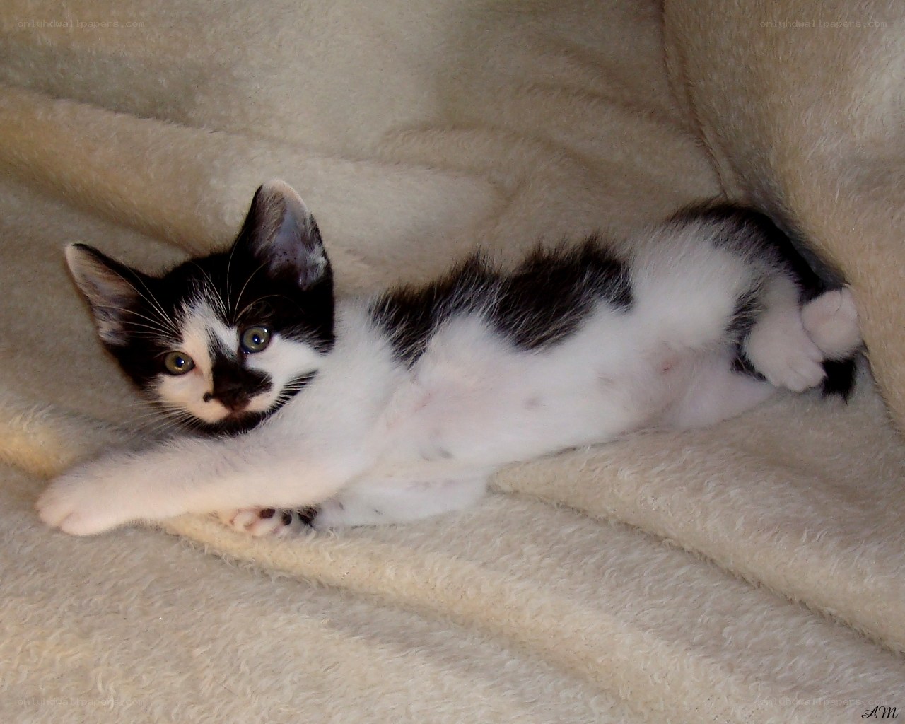Black and white kitten on blanket