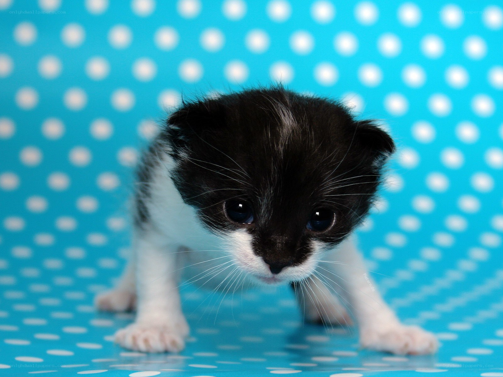 black and white kitten on blue