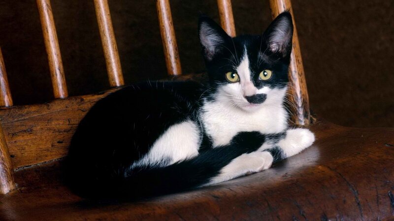 black and white kitten on chair